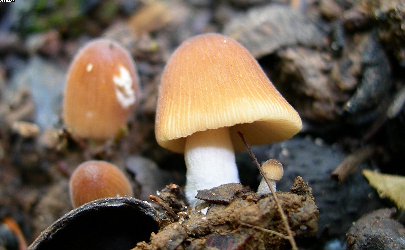 FUNGHI MISTERIOSI